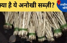 Lakhimpur news, know about the unique vegetable dharti ka phool 