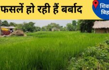 bihar news, without water and fertilizer, farmers' crops are getting ruined