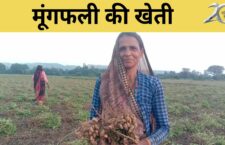 Mahoba news, with the arrival of kartik month, farmers started digging peanut