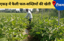 Tikamgarh news, Vegetable crop being prepared with scientific technology