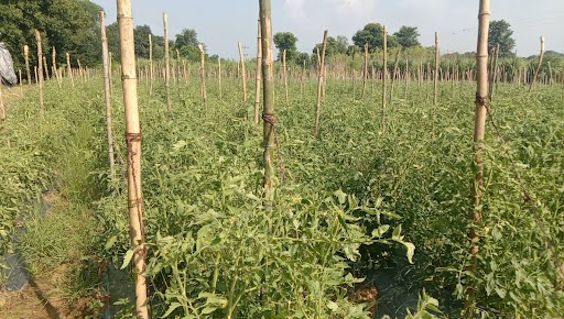 Tikamgarh news, Vegetable crop being prepared with scientific technology