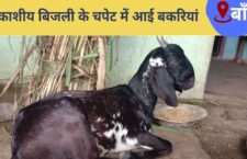Banda news, 3 goats killed, 1 injured due to lightning