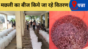 Panna news, fish seeds are being distributed under pm matsya sampada yojana