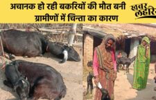 Mahoba news, Goats are dying every day in this village