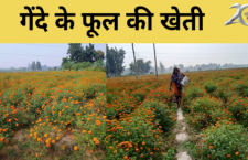 ayodhya news, Farmers suffered loss in marigold cultivation this year