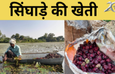 Hamirpur news, Woman runs her family by cultivating water chestnut