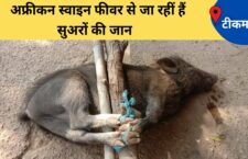 Tikamgarh news, outbreak of african swine fever, many pigs died