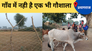 prayagraj news, no gaushala in the village, farmers guard their field from stray animals throughout the night
