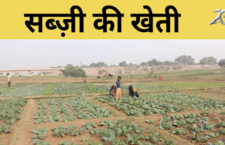 Farmers of Fatehpur district are happy with their farming