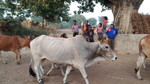 prayagraj news, no gaushala in the village, farmers guard their field from stray animals throughout the night