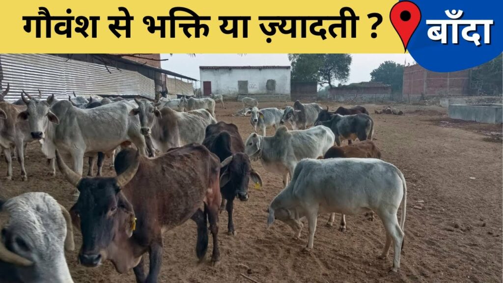 Animals are suffering from severe cold in UP, no proper facilities in cow shelters