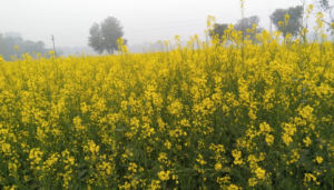 Crops getting destroyed in severe cold, diseases like jhulsa rog and fafund janak rog are being seen in the crops.