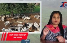 farmers are guarding their fields from stray animals in severe cold, see kavita show