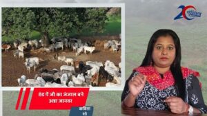 farmers are guarding their fields from stray animals in severe cold, see kavita show