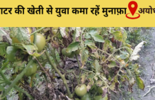 Youth doing tomato cultivation in Ayodhya, getting profit of thousands
