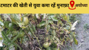 Youth doing tomato cultivation in Ayodhya, getting profit of thousands