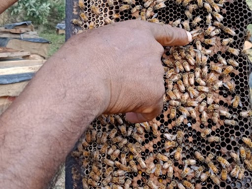 Ayodhya news, Beekeepers are telling the benefits of beekeeping
