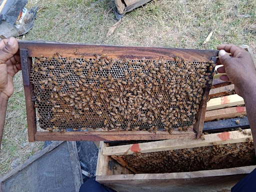 Ayodhya news, Beekeepers are telling the benefits of beekeeping