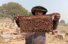 Chitrakoot news, Will beekeeping ruin the flower crops