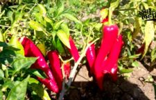 best pickle 'Red Chilli' is cultivated in mahoba district village