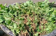 Peppermint Cultivation, earn better from three months crop