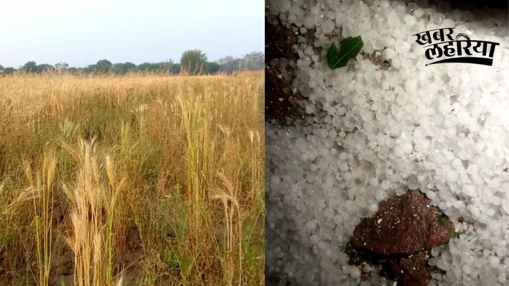 banda-news-rain-and-hailstorm-ruined-farmers-crop