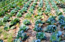 Ambedkar Nagar news, Farmer won award for technical farming