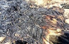 banda-news-farmers-crops-burned-because-of-loose-electric-wires