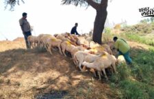 gaya-news-life-of-sheep-herders-in-the-forest