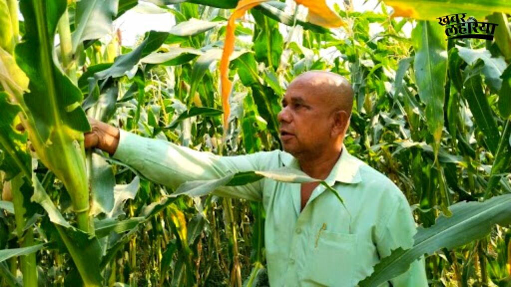 Unique Story of Corn Cultivation