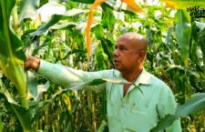 Unique Story of Corn Cultivation