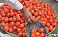 tomato-price-hike-in-india-sold-at-the-rate-of-rs-100-per-kg-know-where-and-what-is-the-price