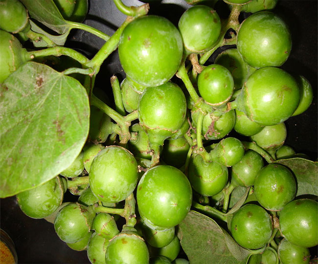 Lasoda-fruit