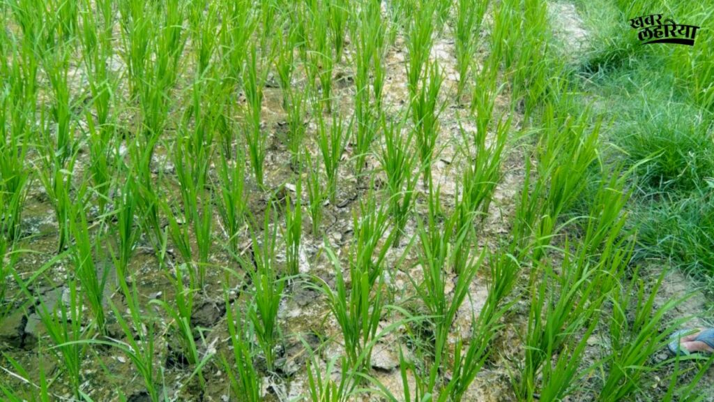 Ayodhya news, Paddy crop drying up due to lack of rain, possibility of rain in many areas soon