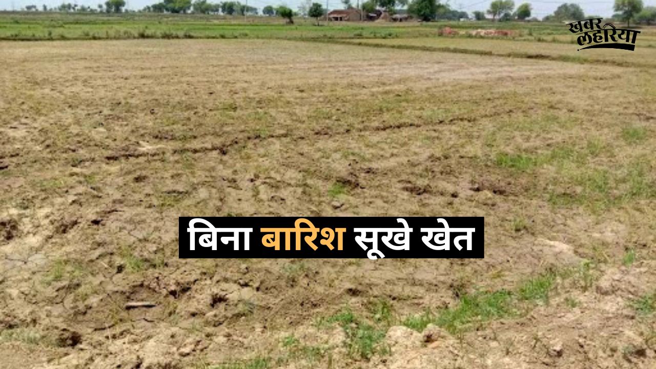 Chitrakoot news, crop drying up without rain