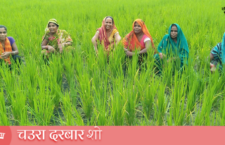 gramin woman singing in paddy field for rain, see chaura darbar
