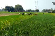 chitrakoot news, why farmers are not happy with Sahbhagita Yojana UP 2023