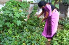 Ajmer news, collective women started Kitchen garden as 'nutrition bank' for pregnant women