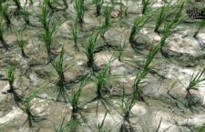 chapra news, without water, Paddy crop drying up