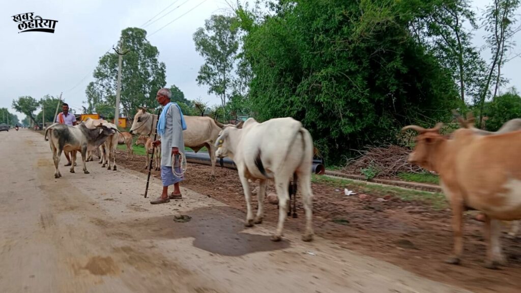 street animals are ruining crops of the farmers, what is the use of crores of gaushalas