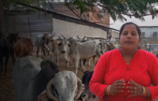 truth behind cow death and mistreatment, see jasoos or journalist