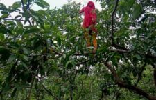 Kaushambi news, Woman made forests a source of employment