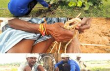 villagers make rope from the roots of palash tree