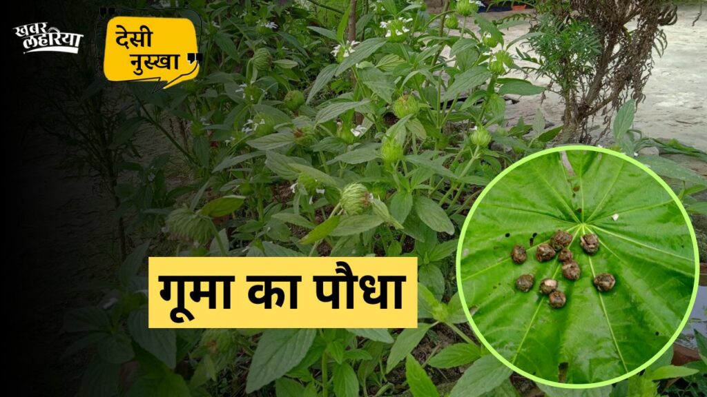 'Guma plant' cure fever from its roots, see desi nuskha