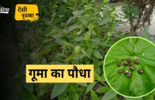 'Guma plant' cure fever from its roots, see desi nuskha