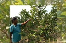 Ayodhya news, Benefit in guava cultivation, young farmers are telling the method