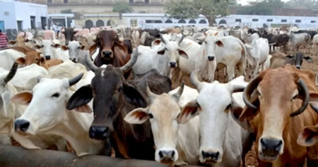 UP government will conduct 'cow census', is this a ploy for Lok Sabha elections?