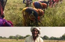 mahoba-news-women-engaged-in-harvesting-groundnuts