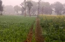 Tikamgarh news, Fog ruining sarson crop