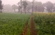 Tikamgarh news, Fog ruining sarson crop